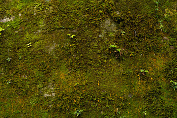 苔むした岩壁の背景素材