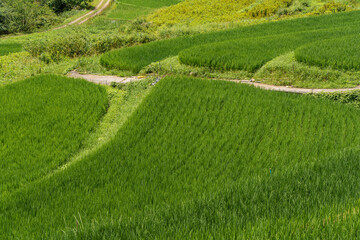 緑色の稲が美しい芋谷の棚田