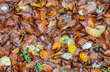 Colors of the fall. Fallen dry leaves in forest in autumn. Wet leaves on forest ground.