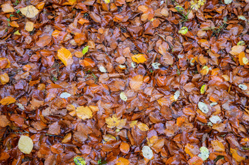 Colors of the fall. Fallen dry leaves in forest in autumn. Wet leaves on forest ground.