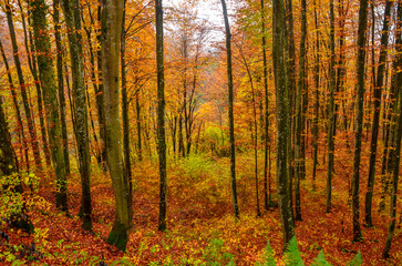 Colors od fall. Forest in autumn. Foliage. Orange and yellow leaves on trees and ground. 