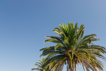 青空を背景に潮風に葉が揺れるフェニックスの木