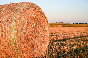 Bales in the field. Hay bales or rolls in agricultural field.