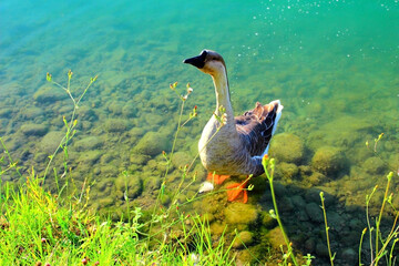 Funny view from Santarelli lakes in Piane di Moresco with a goose walking on some rocks in the aquamarine lake and some prominent fresh greenery displayed in the foreground on a fine summer day