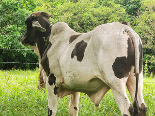 Terneros en finca mangas