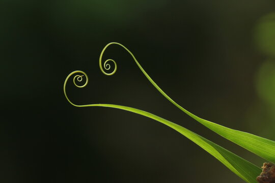 natural forest thread plant