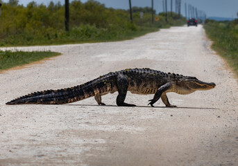 Wildlife of Florida Urban Areas American Alligators in Central Florida in rural Florida 