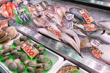 神奈川県三浦市三崎漁港　鮮魚店