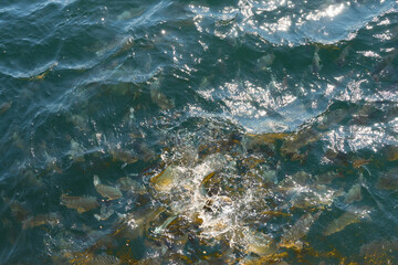海水魚(メジナ)の生け簀　餌やり