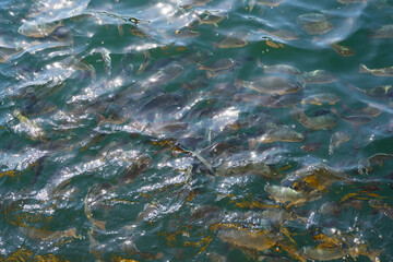 海水魚(メジナ)の生け簀　餌やり