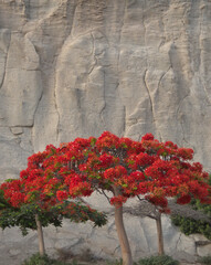royal poinciana, flamboyant, phoenix flower
