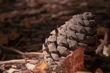 Autumnal Pinecone