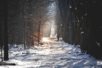 wonderful winter scene in the forest with falling snow effect. calm afternoon walk in great...
