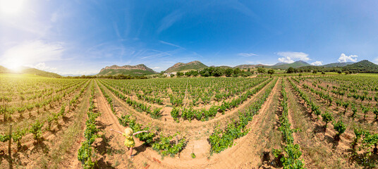 Fototapeta na wymiar backside aerial view of woman in the rows of grapevine for wine of Corsica in France. Corsica fields in French countryside vineyards and famous wine region.