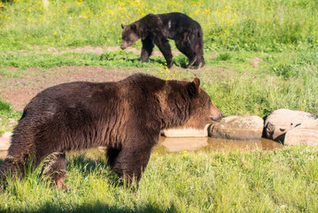 Fototapeta premium brown bear in the grass