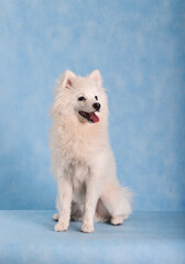 Portrait of a beautiful white fluffy dog on a blue background in the studio. The dog is sitting on the floor