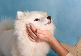 Women's hands gently hold caressing the muzzle of a white fluffy dog on a blue background in the studio