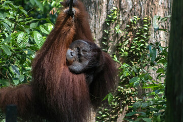 Large Male Orangutan in Sandakan Sepilok Orangutan Rehabilitation Centre