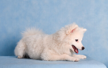 A white fluffy dog playfully sits on the floor on a blue background in the studio with its mouth open