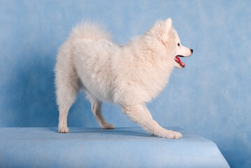 White fluffy beautiful dog on a blue background in the studio