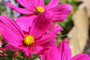 Fototapeta premium Group of Pink flowers