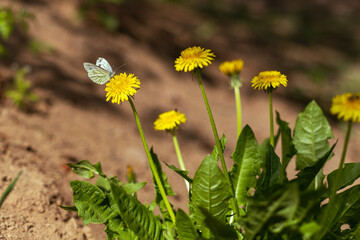 A white butterfly sits on a dandelion. Copy space