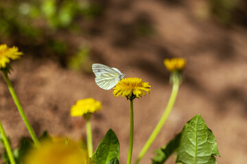 A white butterfly sits on a dandelion. Copy space