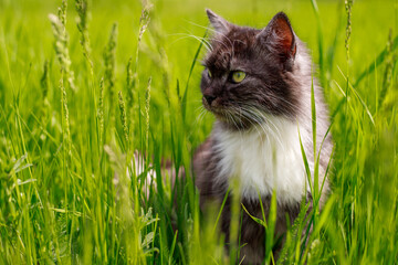 A fluffy cat is sitting in the grass on a sunny summer day