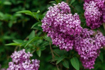 Fototapeta premium Lilac in the garden close-up copy space