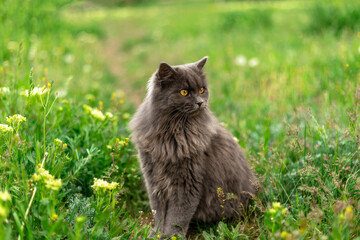 Naklejka na ściany i meble Very fluffy grey cat sits in the grass and looks aside. Walking Pets in nature in the Park. Copy space