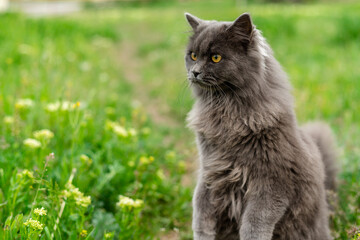 Naklejka na ściany i meble A fluffy gray cat stands on two paws. Peeking out of the grass. Copy space