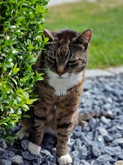 tigered cat in front of a green bush