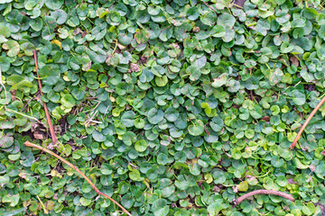Soil covered with dichondra microcalyx (Hallier f.) Fabris.
