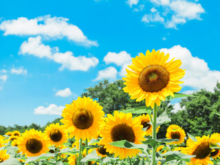 Obraz premium 【夏】青空の下の満開のヒマワリの花 
