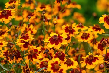 光を浴びて輝く満開のハルシャギクの花