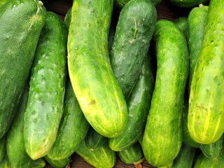 Fresh organic cucumbers in stall at Eugene Saturday Market
