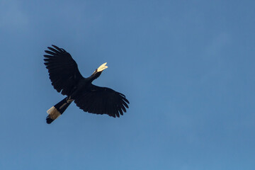 oriental pied hornbill flying