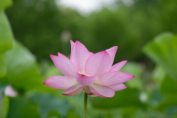 Obraz premium 夏の花