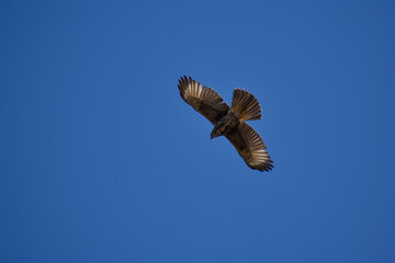 Harris's hawk (Parabuteo unicinctus) in flight