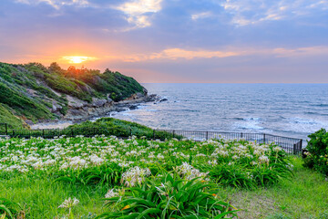 夕日とはまゆう　夏井ヶ浜　福岡県芦屋町　Sunset and Hamayu flowers. Natsuigahama. Fukuoka-ken Asiya town.