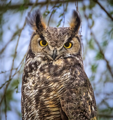 great horned owl