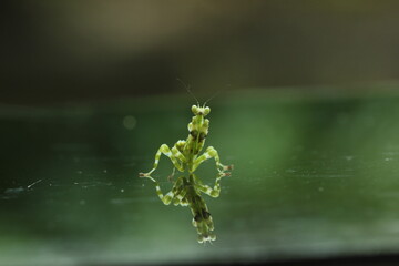 mantis army live in natural forest