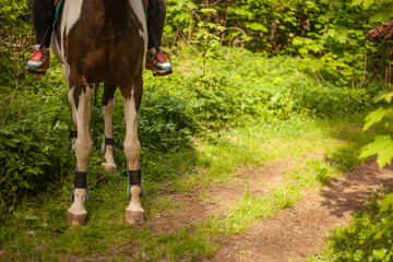 The horse is on the ground. The horse stopped on the path.