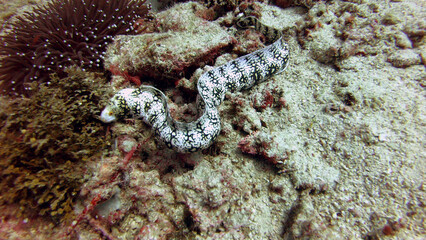 zebra moray eel