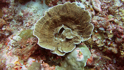 bleached white coral