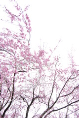 Pink cherry blossoms with white background