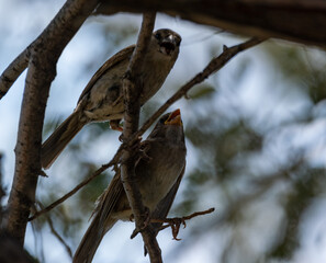 sparrow pair in tree
