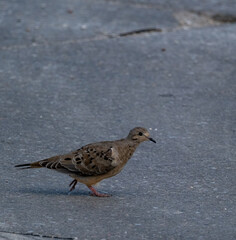 Mourning dove walking