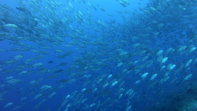 huge school of jackfish