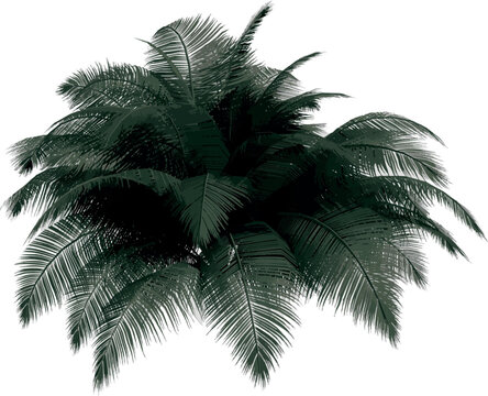 Front view of plant (Camedor Palm) tree illustration vector	